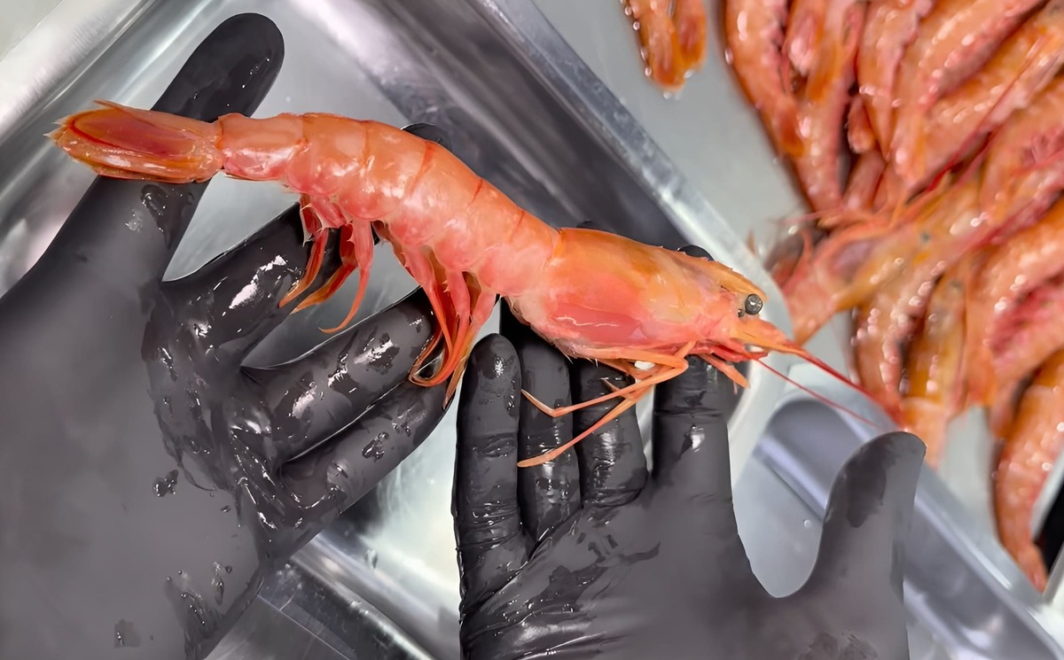 langostino