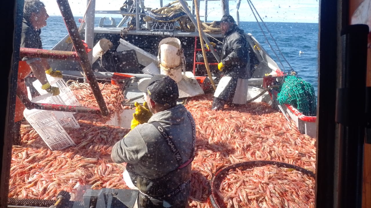 Langostinos a pleno