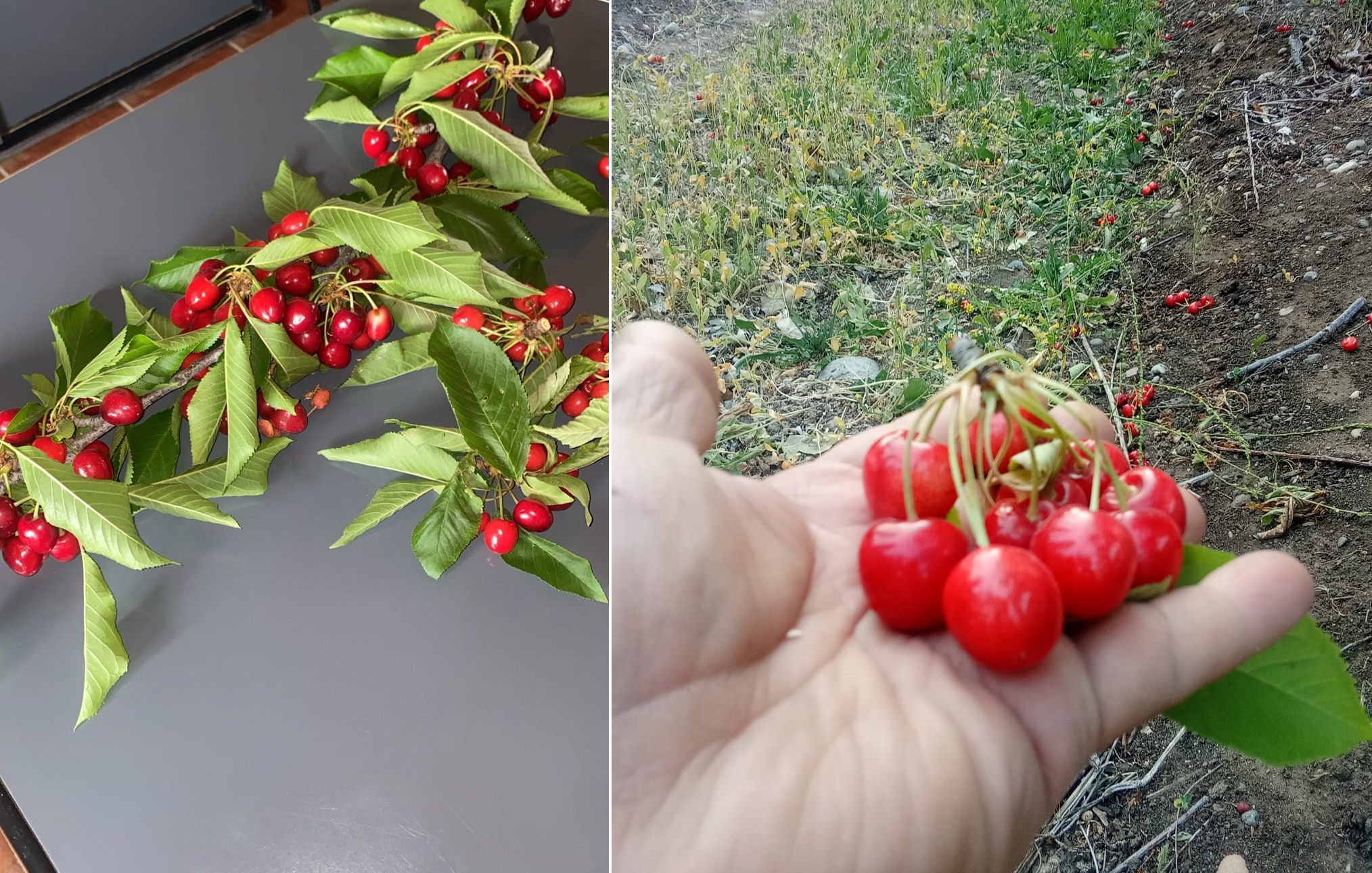 cerezas